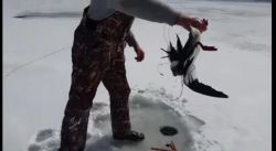 Подробнее...