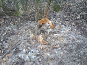 b_385_225_16777215_0_0_images_news_2014_Others_fox2.jpg