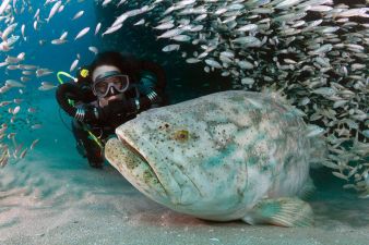b_385_225_16777215_0_0_images_news_2016_rybalka_danger-fish-7.jpg