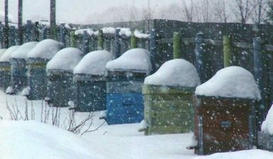 b_385_225_16777215_0_0_images_news_2018_pasika_winter.jpg