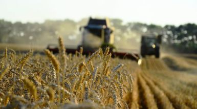 b_385_225_16777215_0_0_images_news_2019_farming.jpg