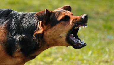 b_385_225_16777215_0_0_images_tov-sapsan_rabies-virus-dog-02.jpg