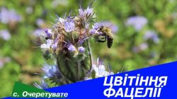 Детальніше...