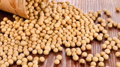b_385_225_16777215_0_0_images_news_2014_sil_gosp_soya.jpg