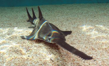 b_385_225_16777215_0_0_images_news_2016_rybalka_danger-fish-1.jpg