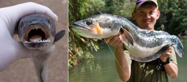 b_385_225_16777215_0_0_images_news_2016_rybalka_danger-fish-10.jpg