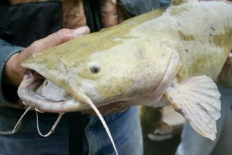 b_385_225_16777215_0_0_images_news_2016_rybalka_danger-fish-3.jpg