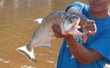 b_385_225_16777215_0_0_images_news_2016_rybalka_danger-fish-4.jpg