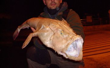 b_385_225_16777215_0_0_images_news_2016_rybalka_danger-fish-6.jpg