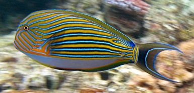 b_385_225_16777215_0_0_images_news_2016_rybalka_danger-fish-8.jpg