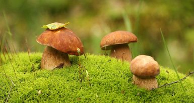 b_385_225_16777215_0_0_images_news_2017_4853837_c7944f6d.jpg