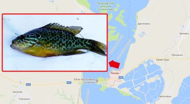 b_385_225_16777215_0_0_images_news_2017_rybalka_lepomis_gibbosus.jpg
