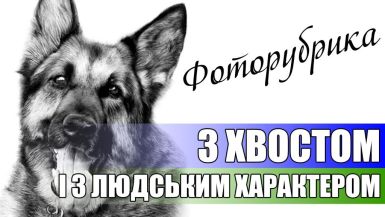 b_385_225_16777215_0_0_images_news_2017_z_xvostom.jpg