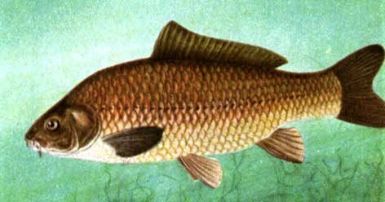 b_385_225_16777215_0_0_images_tov-sapsan_2014_fishing_humor_korop.jpg