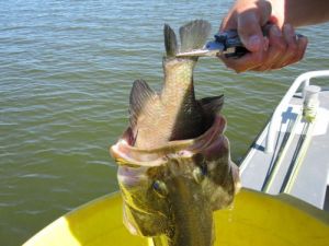 b_385_225_16777215_0_0_images_tov-sapsan_2014_fishing_humor_ribalka_prikol15.jpg