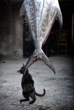 b_385_225_16777215_0_0_images_tov-sapsan_2014_fishing_humor_ribalka_prikol18.jpg