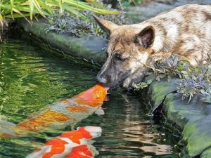 b_385_225_16777215_0_0_images_tov-sapsan_2014_fishing_humor_ribalka_prikol2.jpg