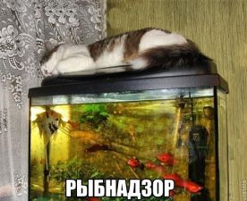 b_385_225_16777215_0_0_images_tov-sapsan_2014_fishing_humor_ribalka_prikol3.jpg