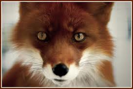 fox.jpg