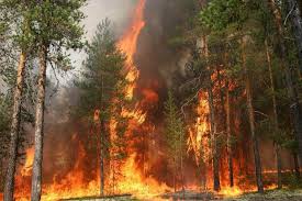 fire.jpg